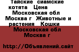 Тайские (сиамские) котята › Цена ­ 5 000 - Московская обл., Москва г. Животные и растения » Кошки   . Московская обл.,Москва г.